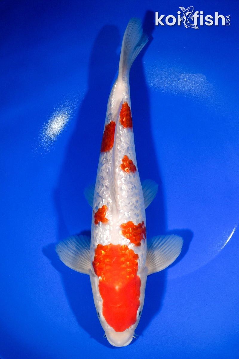 11.25" GINRIN KOHAKU