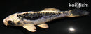 4.5" KIKOKURYU