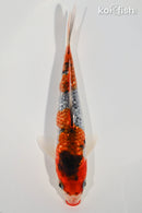 6.25" GINRIN KUCHIBENI GOSHIKI