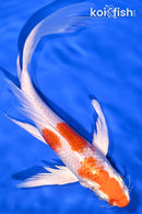 8.25" HARIWAKE BUTTERFLY