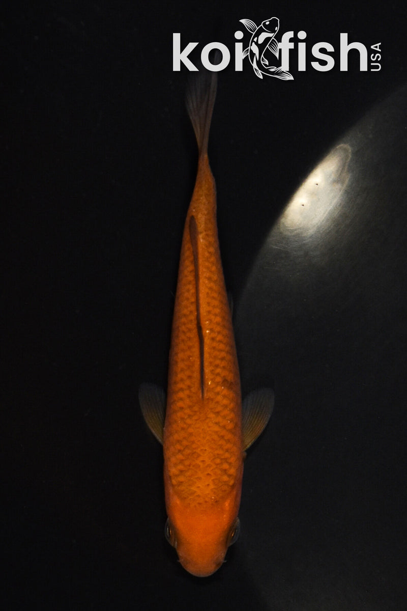 4" CHAGOI