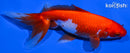 6.75" WAKIN GOLDFISH