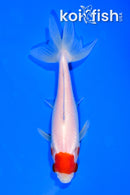 5" MARUTEN WATONAI GOLDFISH