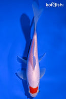 7" TANCHO COMET GOLDFISH