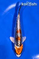 5.75" BENI KIKOKURYU
