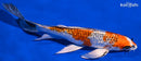 8.75" GINRIN KUJAKU BUTTERFLY