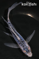 6" SHUSUI BUTTERFLY