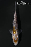 4.25" GINRIN OCHIBA SHIGURE