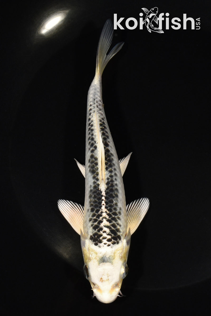 6" GIN MATSUBA