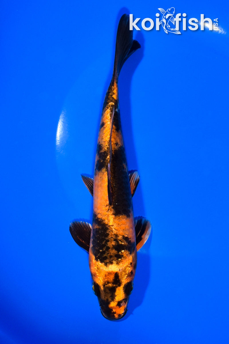 7.75" KIN HI UTSURI