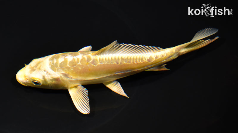 6.25" ARAGOKE YAMABUKI OGON