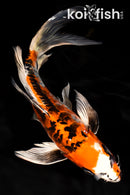 10" ARAGOKE BENI KIKOKURYU BUTTERFLY