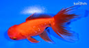5" ORANDA GOLDFISH