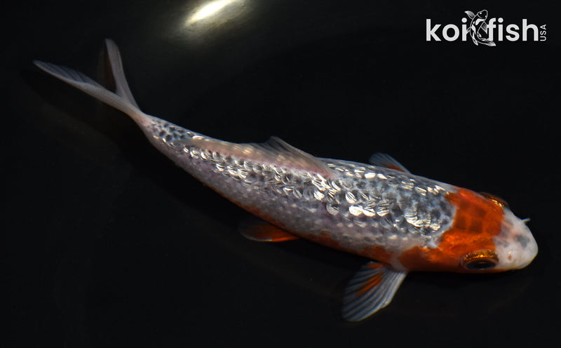 4.5" GINRIN ASAGI