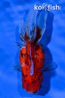4.25" CALICO ORANDA GOLDFISH