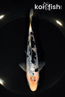 6" DOITSU SHIRO BEKKO