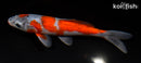 5.75" GOSHIKI
