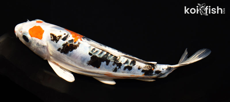 8" HEISEI NISHIKI