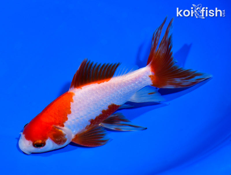 6" SARASA WATONAI GOLDFISH