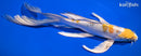 9.75" YAMATO NISHIKI BUTTERFLY