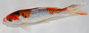 6.25" GINRIN KUCHIBENI GOSHIKI
