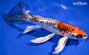 9.25" BENI KIKOKURYU BUTTERFLY