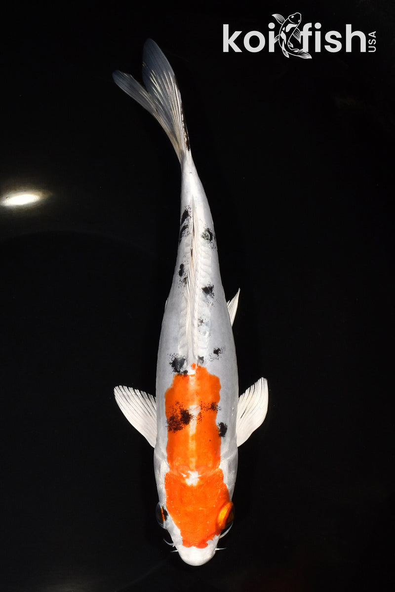 8" HEISEI NISHIKI
