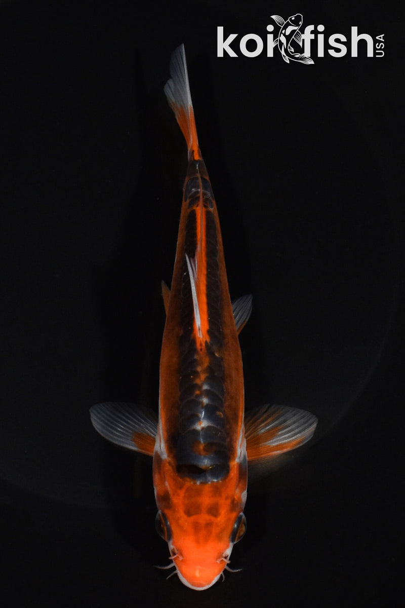 6" SHUSUI