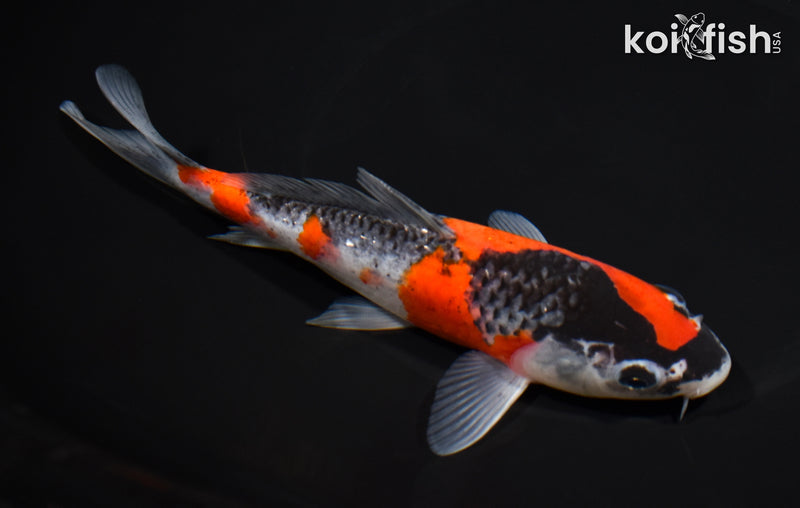6.75" GOSHIKI