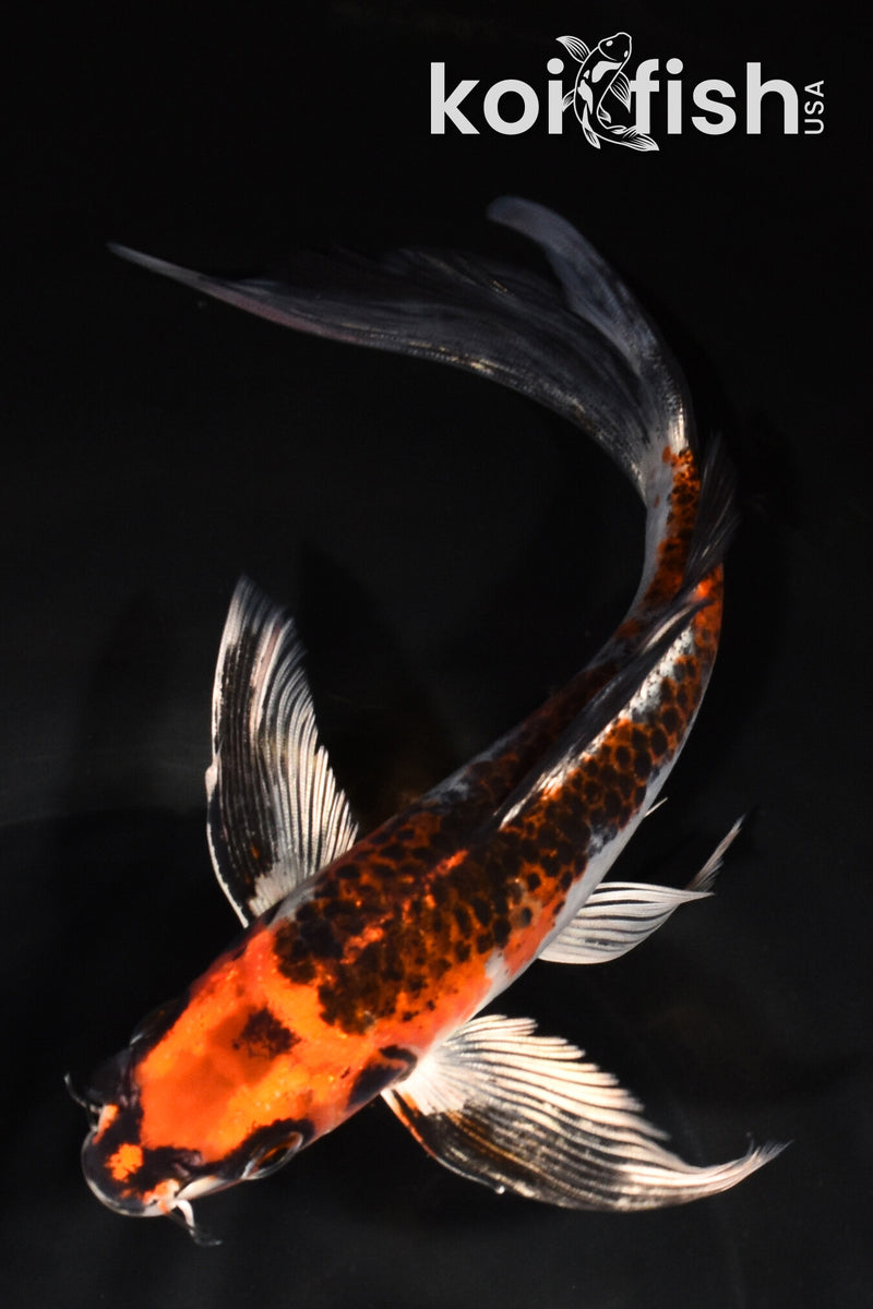 8.5" KUJAKU BUTTERFLY