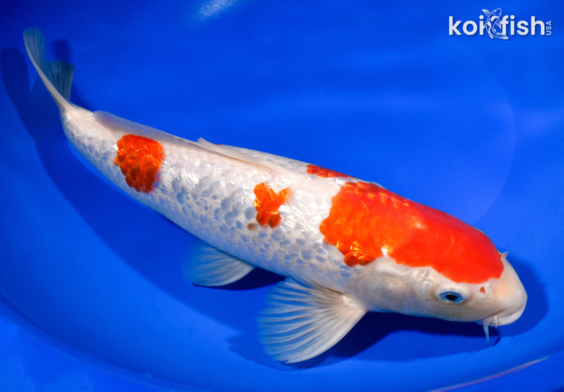 11.25" GINRIN KOHAKU