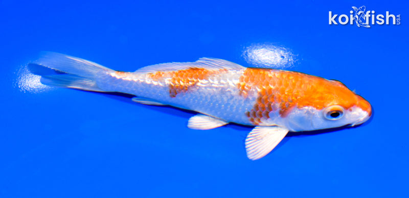 5.25" GINRIN HARIWAKE