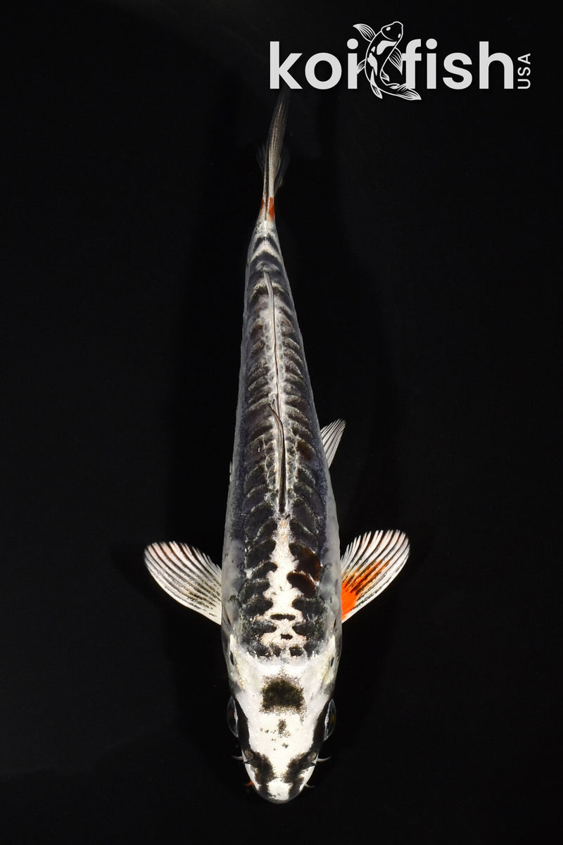 5.25" BENI KIKOKURYU