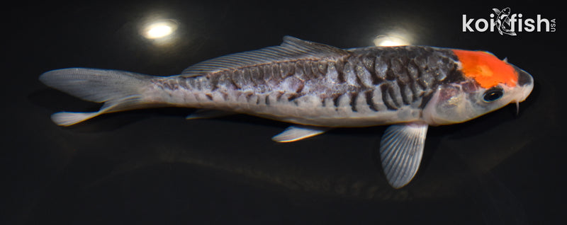 6.75" ARAGOKE TANCHO GOSHIKI
