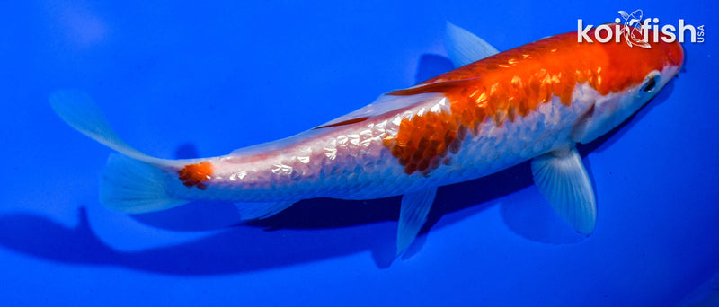 6.5" GINRIN KOHAKU