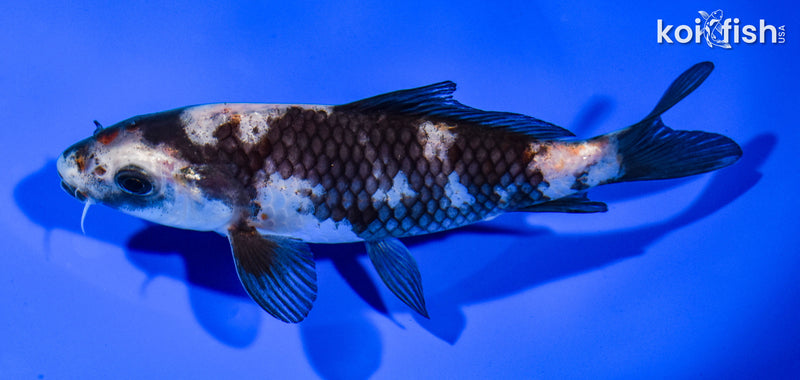 5.75" SHIRO UTSURI