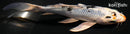 5.25" YAMATO NISHIKI BUTTERFLY