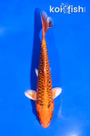 5" ORENJI MATSUBA