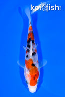 5.5" SANKE