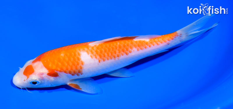 7" KOHAKU