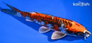 8.75" BENI KIKOKURYU