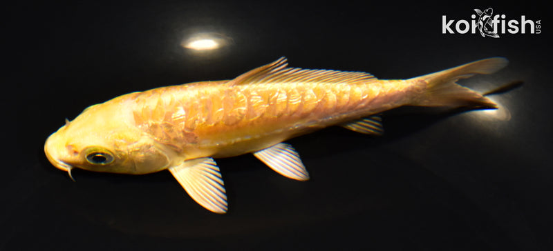 5.5" GINRIN ARAGOKE YAMABUKI OGON