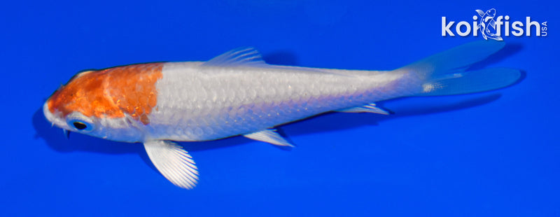 3.5" HARIWAKE