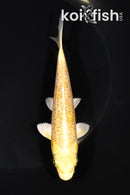 5.5" GINRIN YAMABUKI OGON