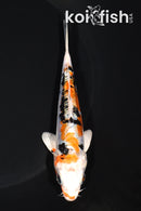 5.25" HEISEI NISHIKI