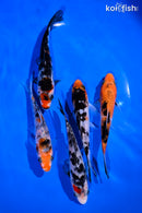 PACK OF (5) 4-5" SANKE KOI