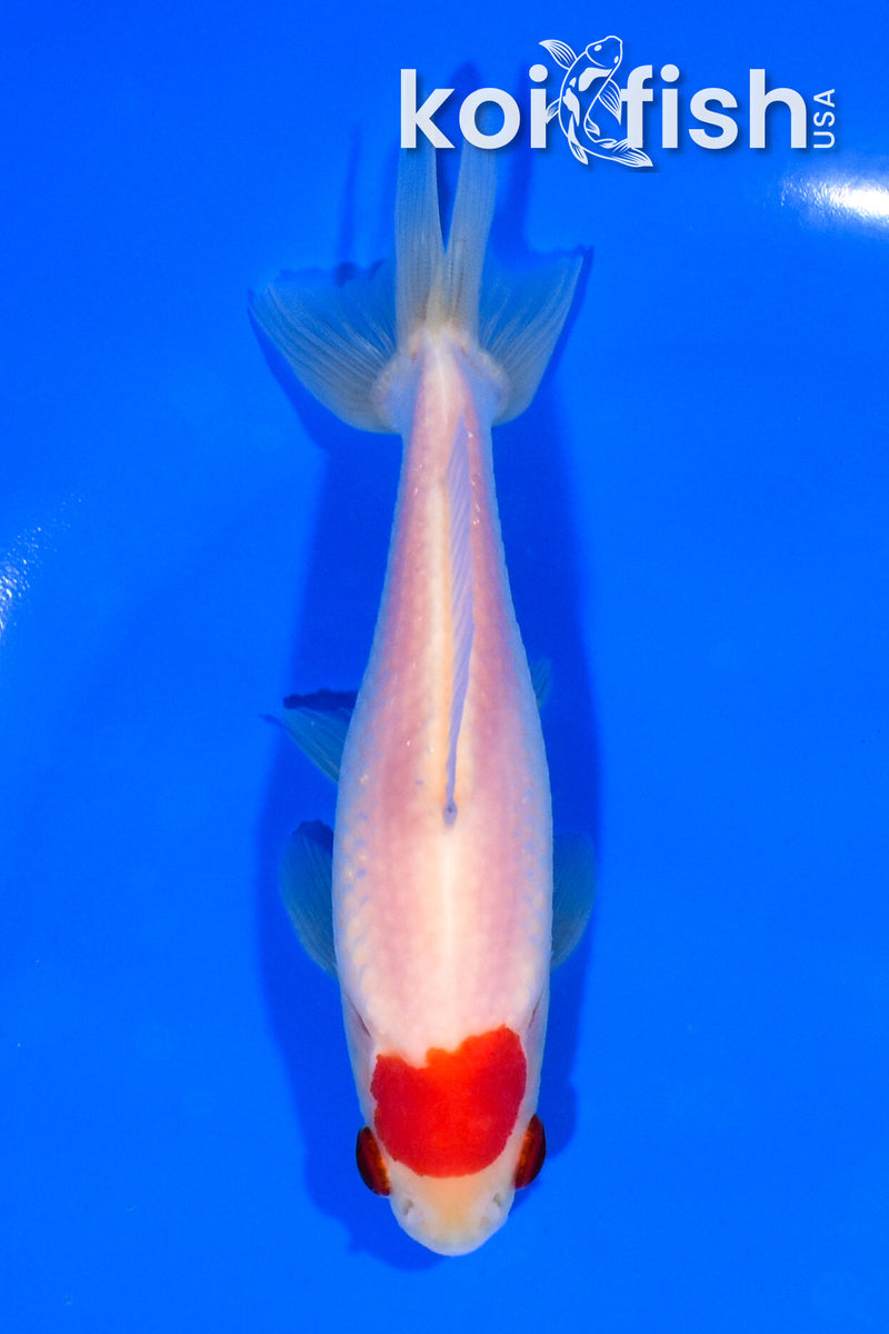 4.75" WAKIN GOLDFISH