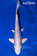 8" GINRIN PLATINUM OGON