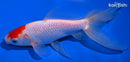 6.5" TANCHO WATONAI GOLDFISH