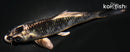 4.25" GINGA